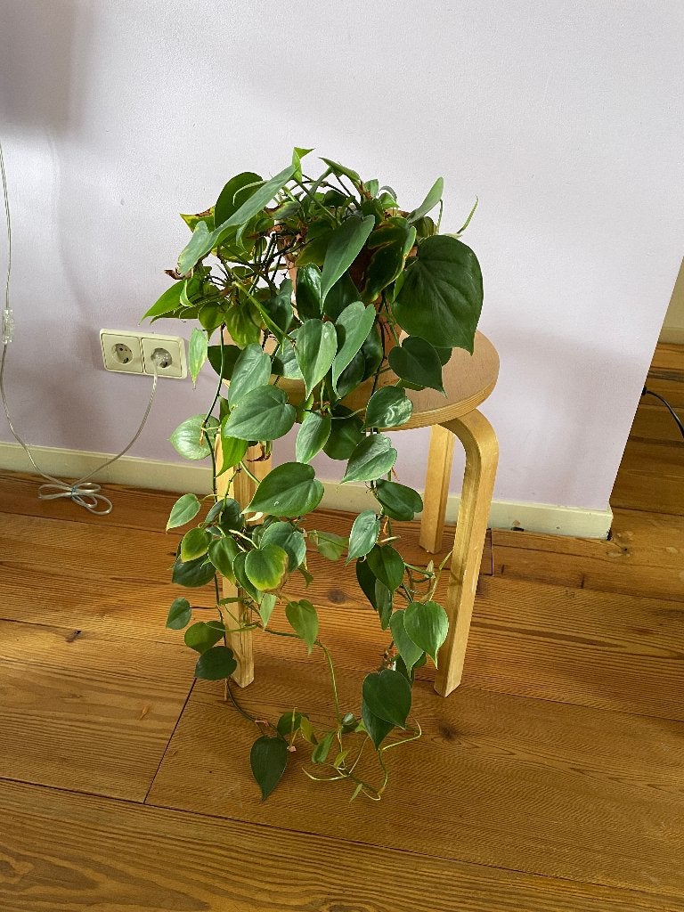 Philodendron Scandens - Hangplant, Ophalen, Overige soorten, Halfschaduw, In pot