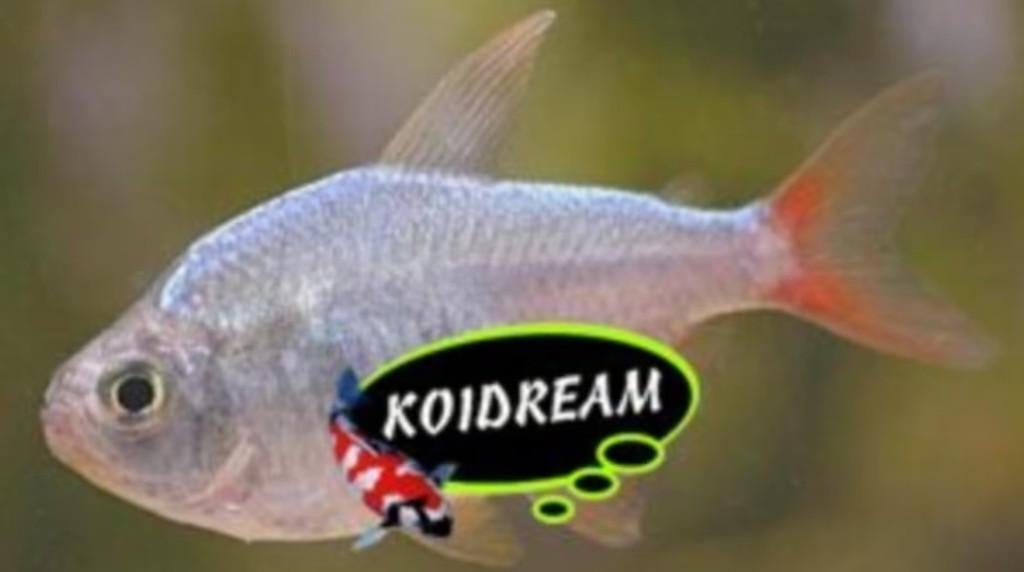 Roodstaartzalm Moenkhausia colombiana - Koidream Valburg