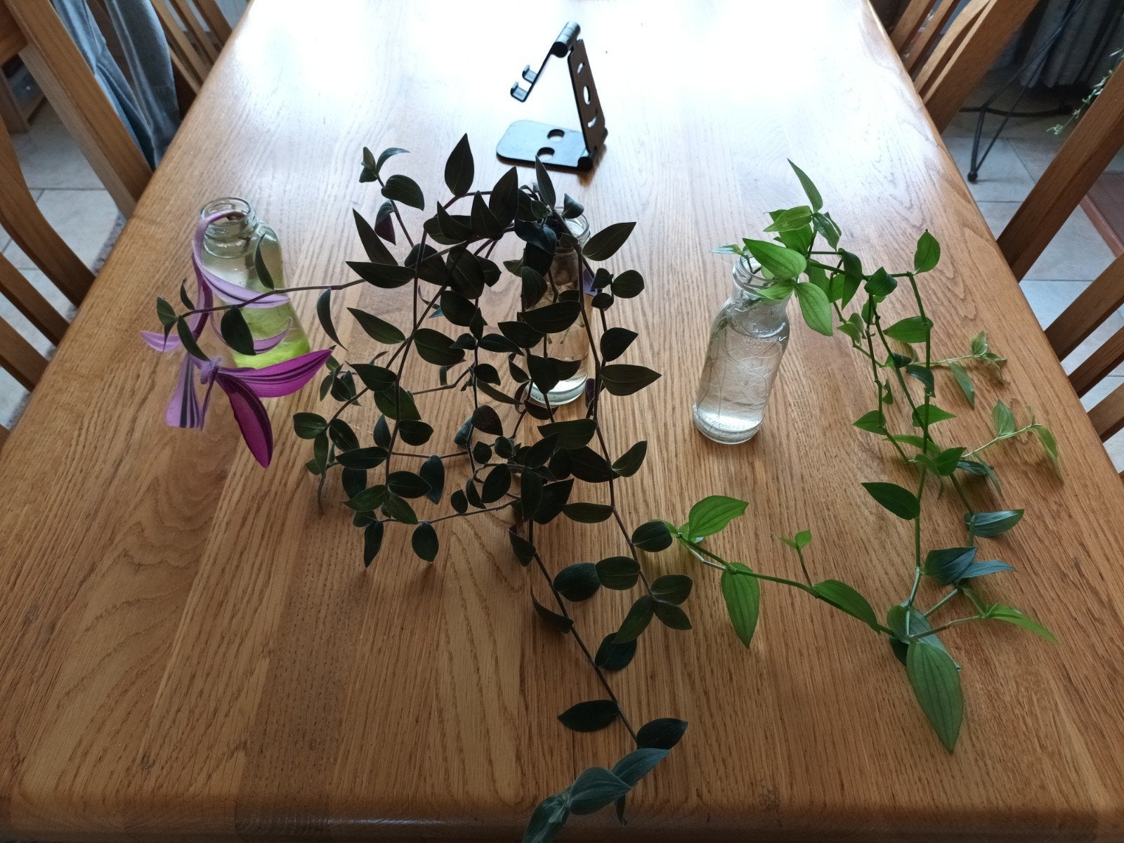 Set goed gewortelde tradescantia, Ophalen of Verzenden, Halfschaduw, Minder dan 100 cm