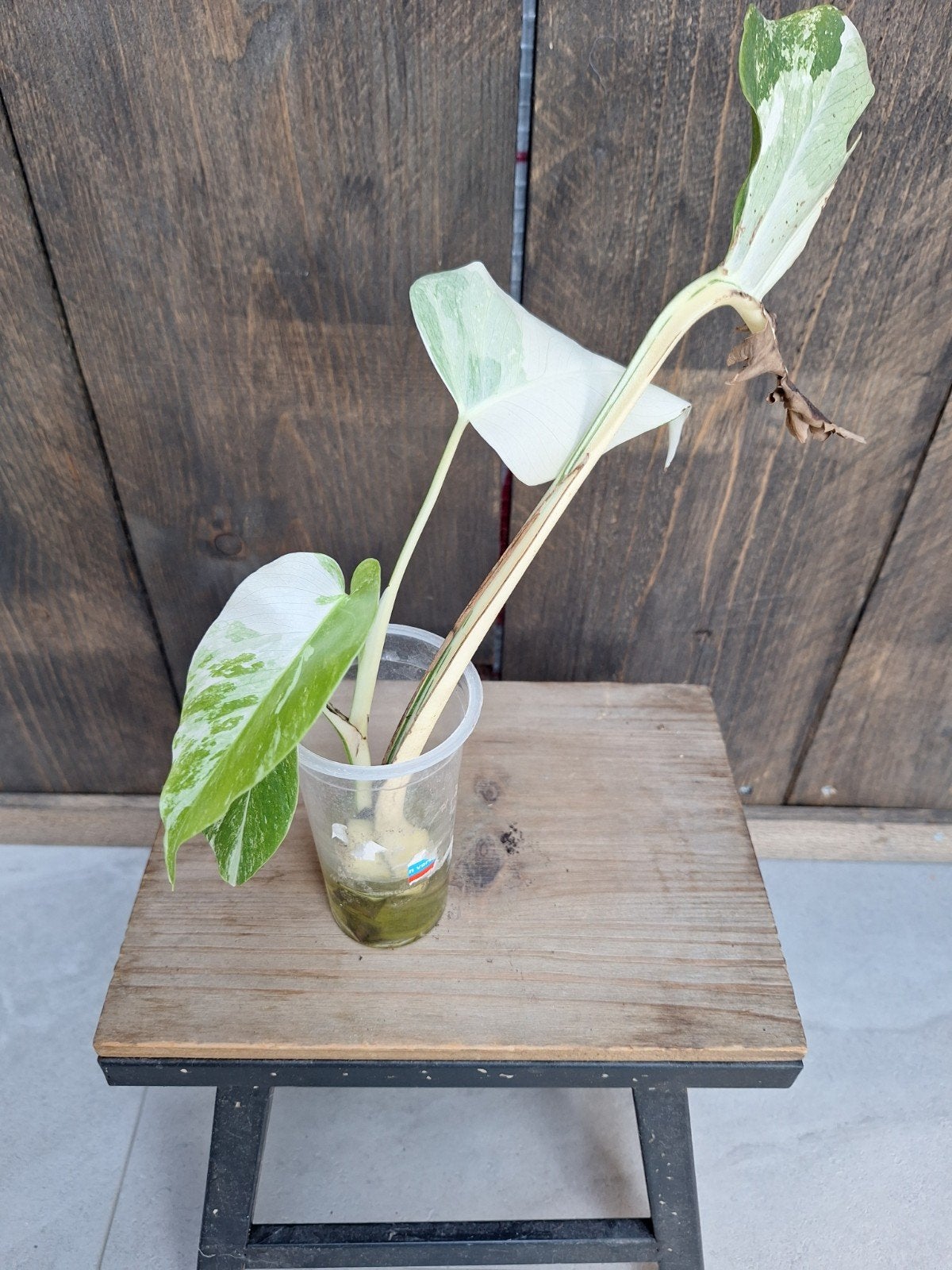 Monstera variegata stek, Ophalen of Verzenden, Halfschaduw, Minder dan 100 cm