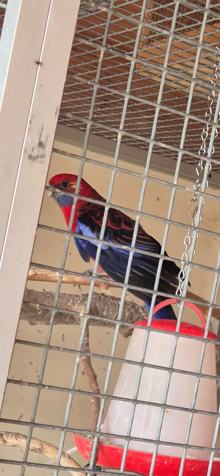 5 rosella.s, Meerdere dieren, Papegaai