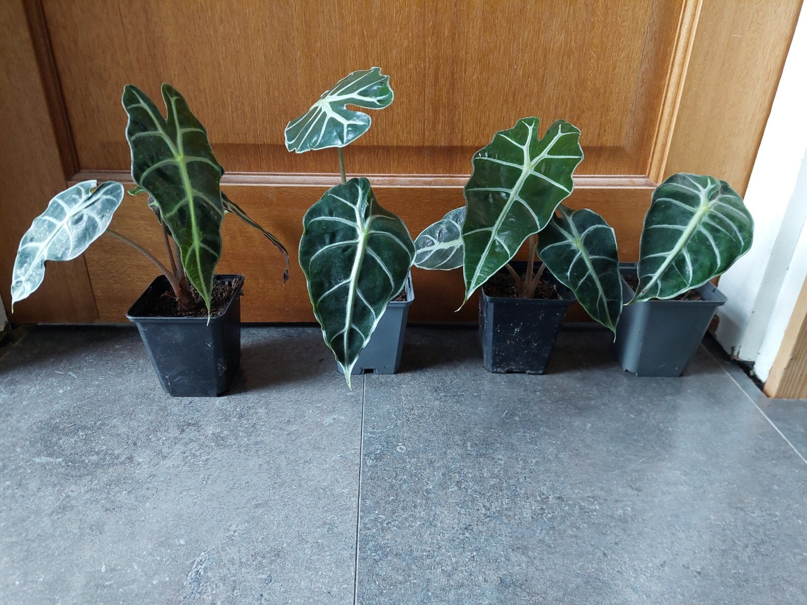 Alocasia Polly in P9 potjes, Ophalen, Overige soorten, Halfschaduw, In pot
