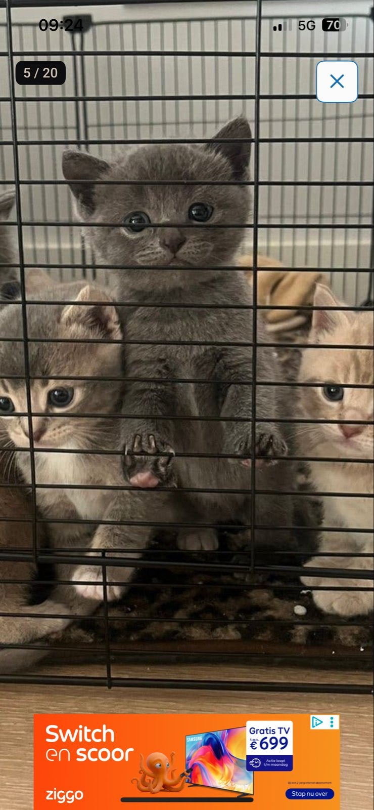 3 briste kortharen kittens, Kater