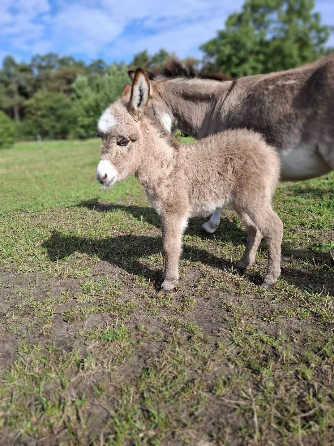 GESTOLEN, Dieren en Toebehoren, Overige Dieren, Augustus, Vrouwelijk