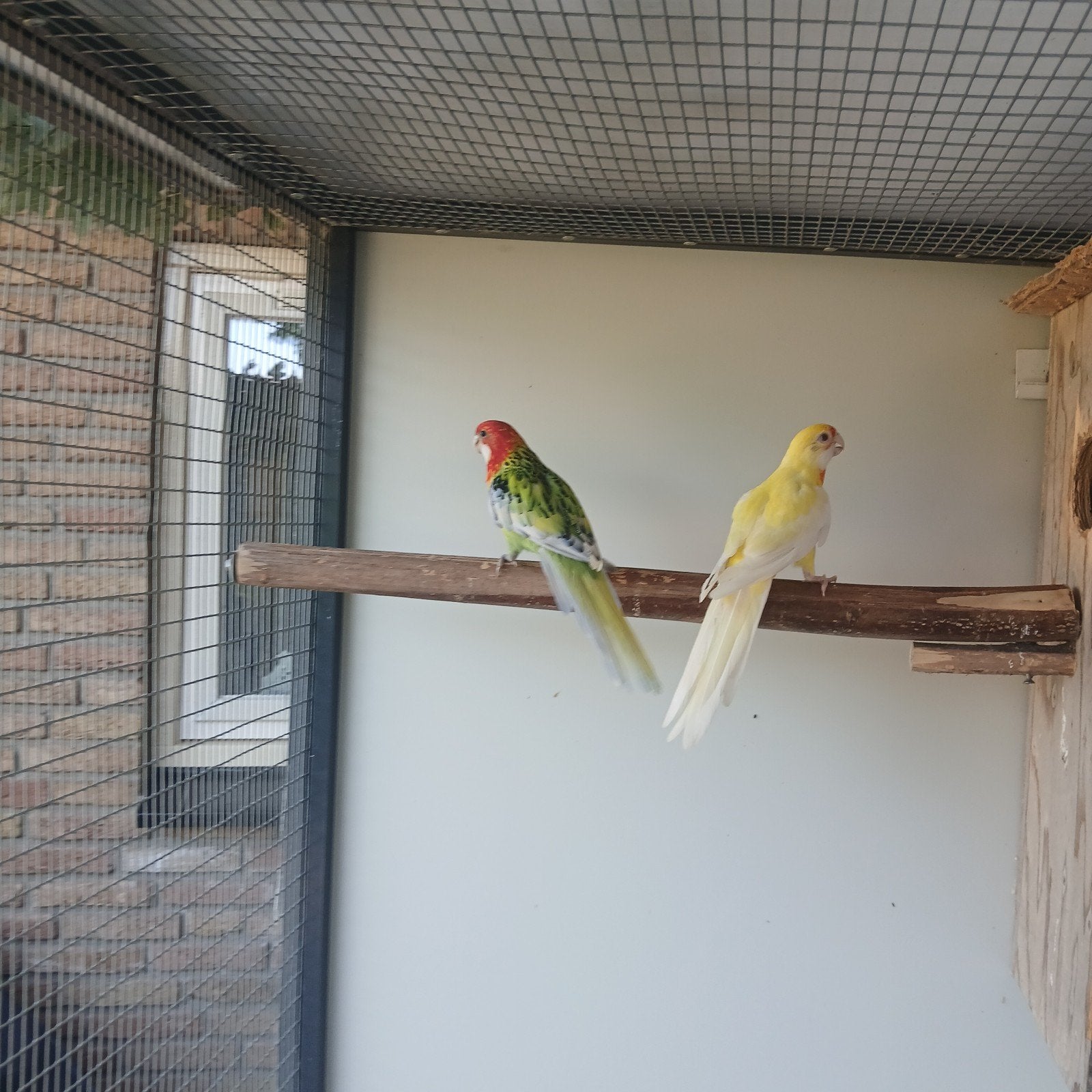 Mooi  koppel rosella voor split, Meerdere dieren, Parkiet
