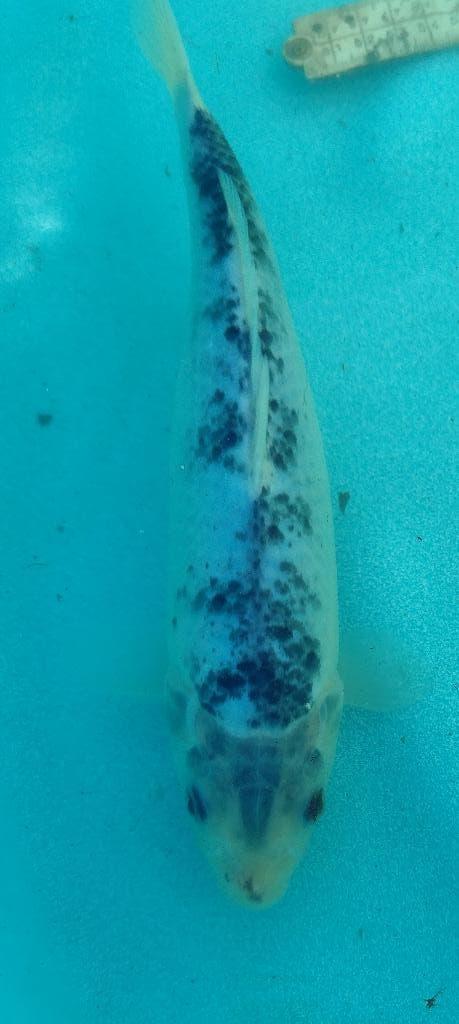 Koi 23 26cm, Karper of Koi