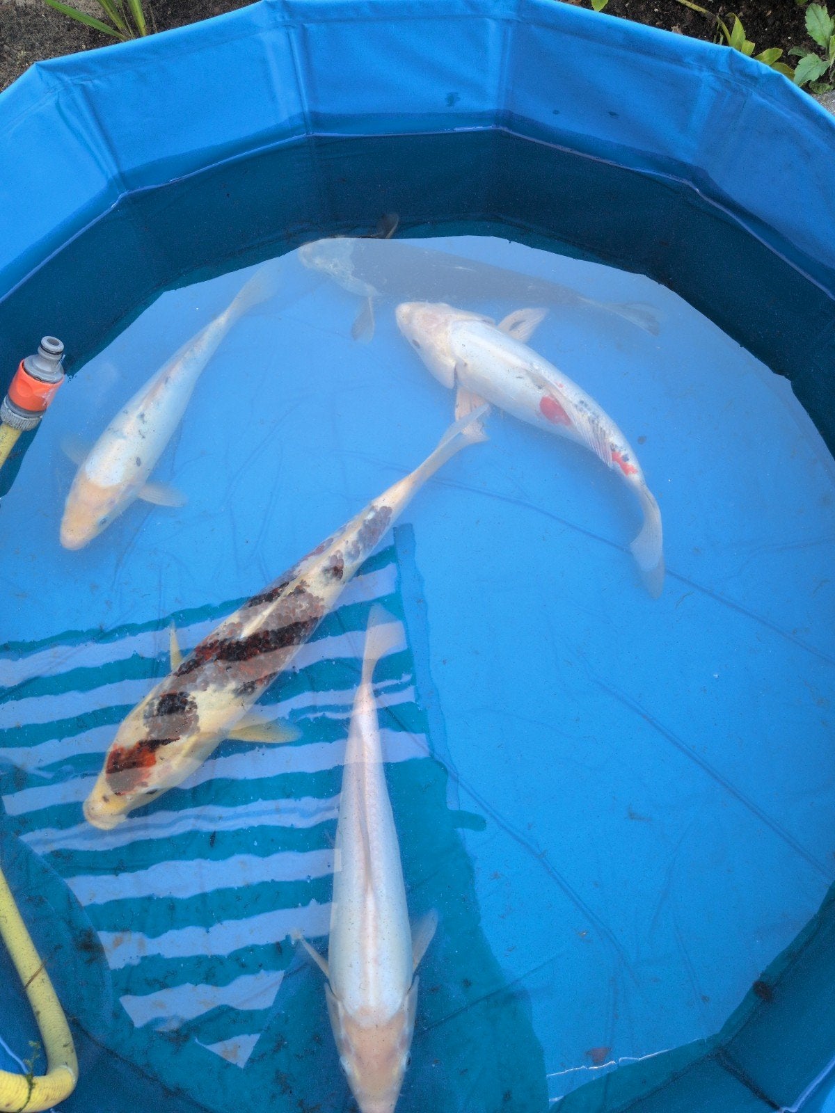 Koi karpers, Dieren en Toebehoren, Karper of Koi