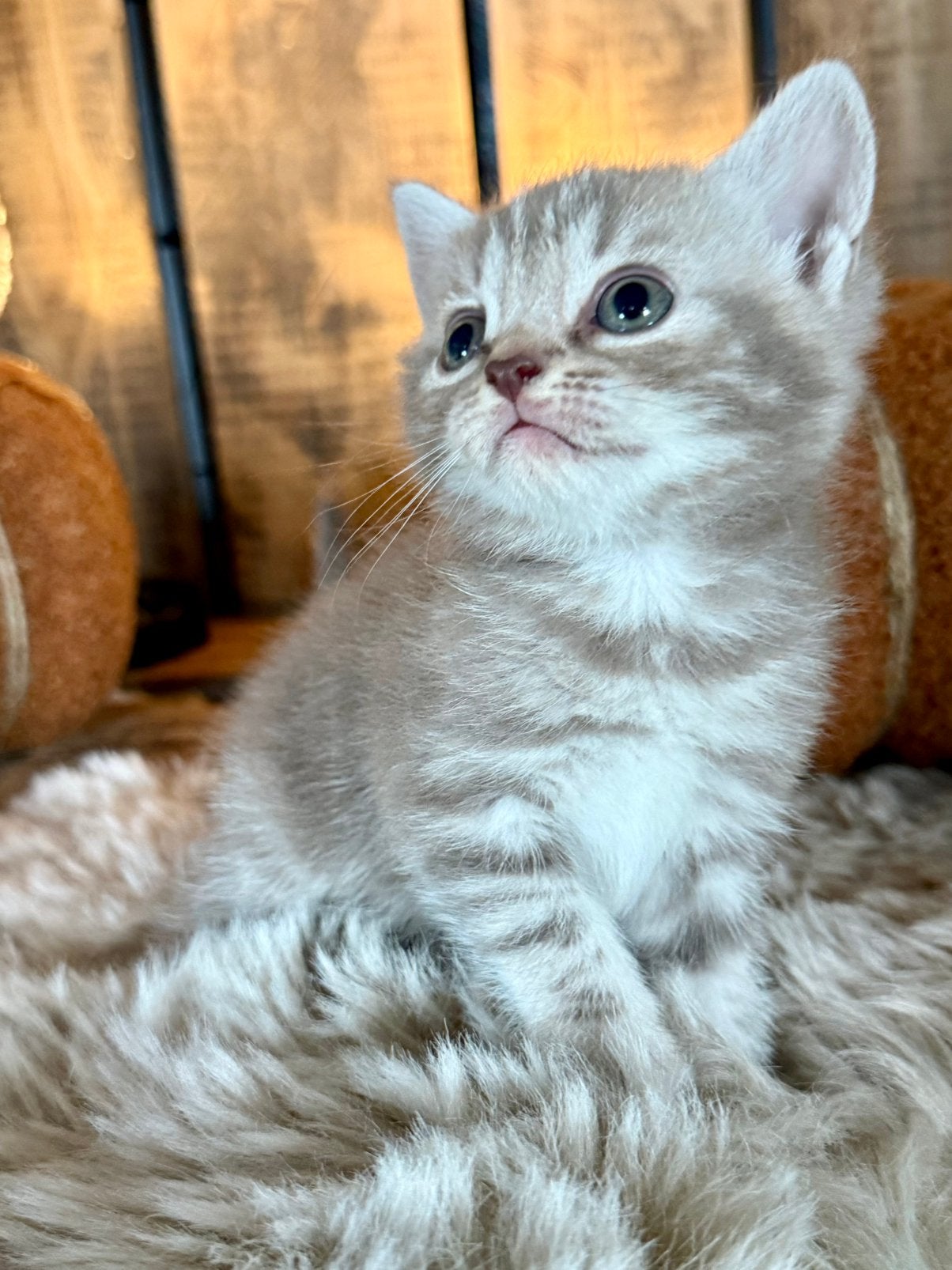 🩷💙 unieke lieve Britse korthaar kittens met stamboom🩷💙, Meerdere dieren, Met stamboom