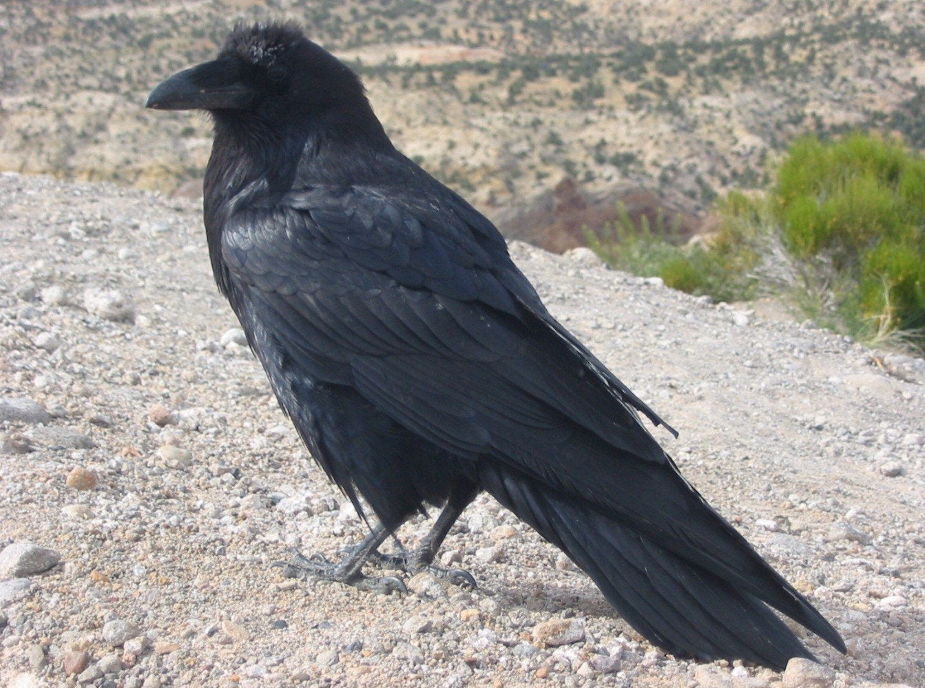 gezocht raaf, Geslacht onbekend, Roofvogel, Tam