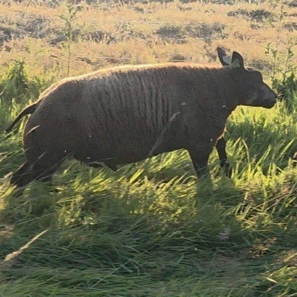 beste blauwe texelaar ramlam, Dieren en Toebehoren, Schapen, Geiten en Varkens, Vrouwelijk, Schaap