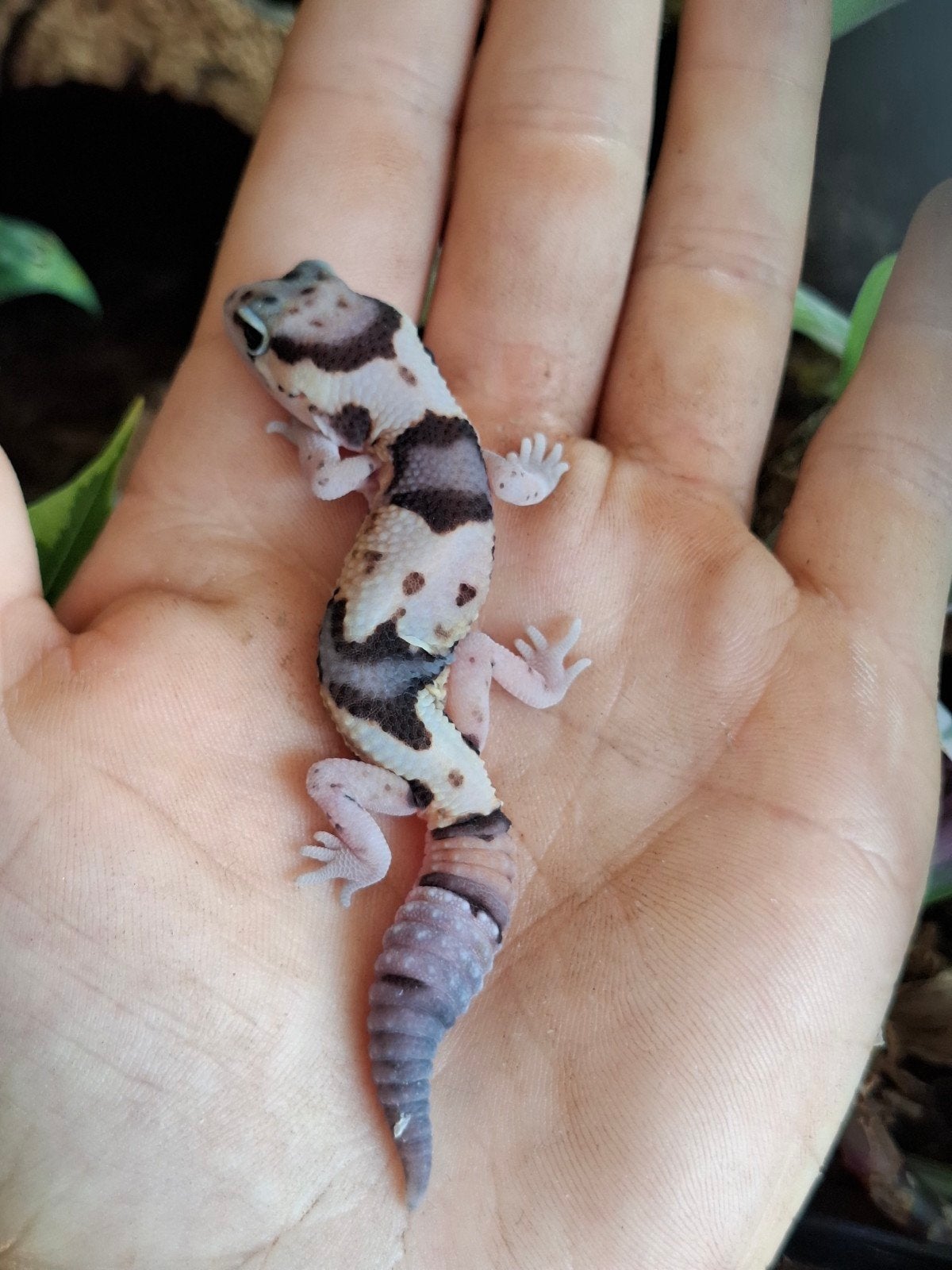 Vetstaartgekko (met terrarium), Hagedis, 0 tot 2 jaar