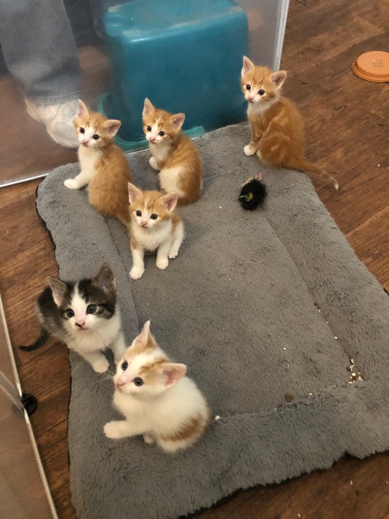 Europees korthaar kittens, Meerdere dieren, Kortharig, 0 tot 2 jaar