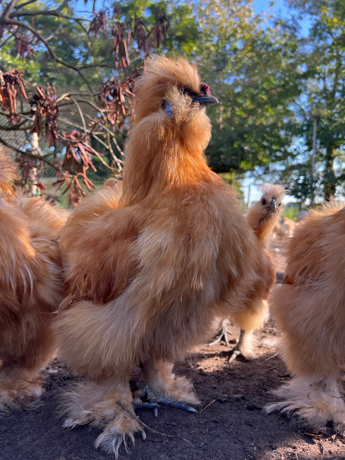 Lieve usa buff zijdehoen(der) haan, Meerdere dieren, Kip