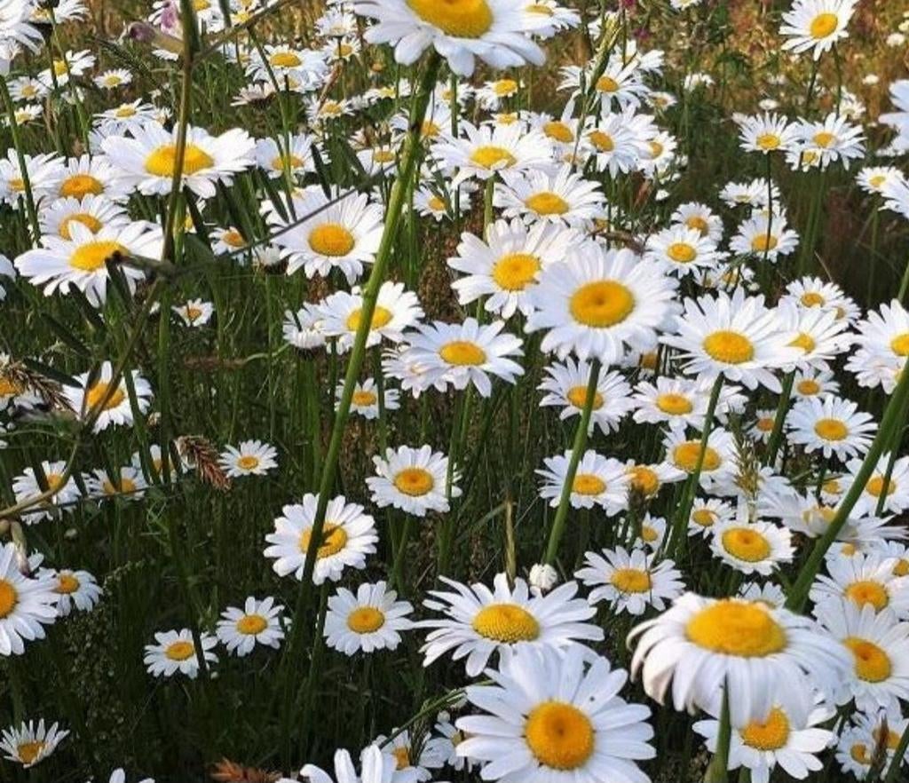 Wilde margriet , leucanthemum Vulgare, Tuin en Terras, Planten | Tuinplanten, Ophalen of Verzenden, Vaste plant, Overige soorten