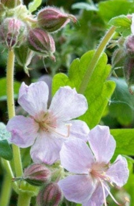 Geranium macr. 'Ingwersen's Variety' P9 - Bodembedekker, Bodembedekkers, Vaste plant, Ophalen of Verzenden, Halfschaduw