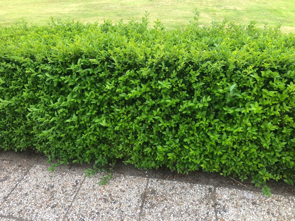 Foto 5 van Ligustrum Ovalifolium Haagplanten - Groene Ligusterhaag