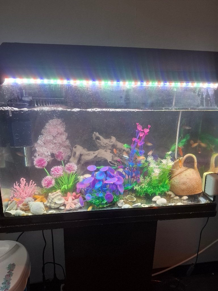 Compleet aquarium met platy vissen, Dieren en Toebehoren, Vis, Zoetwatervis