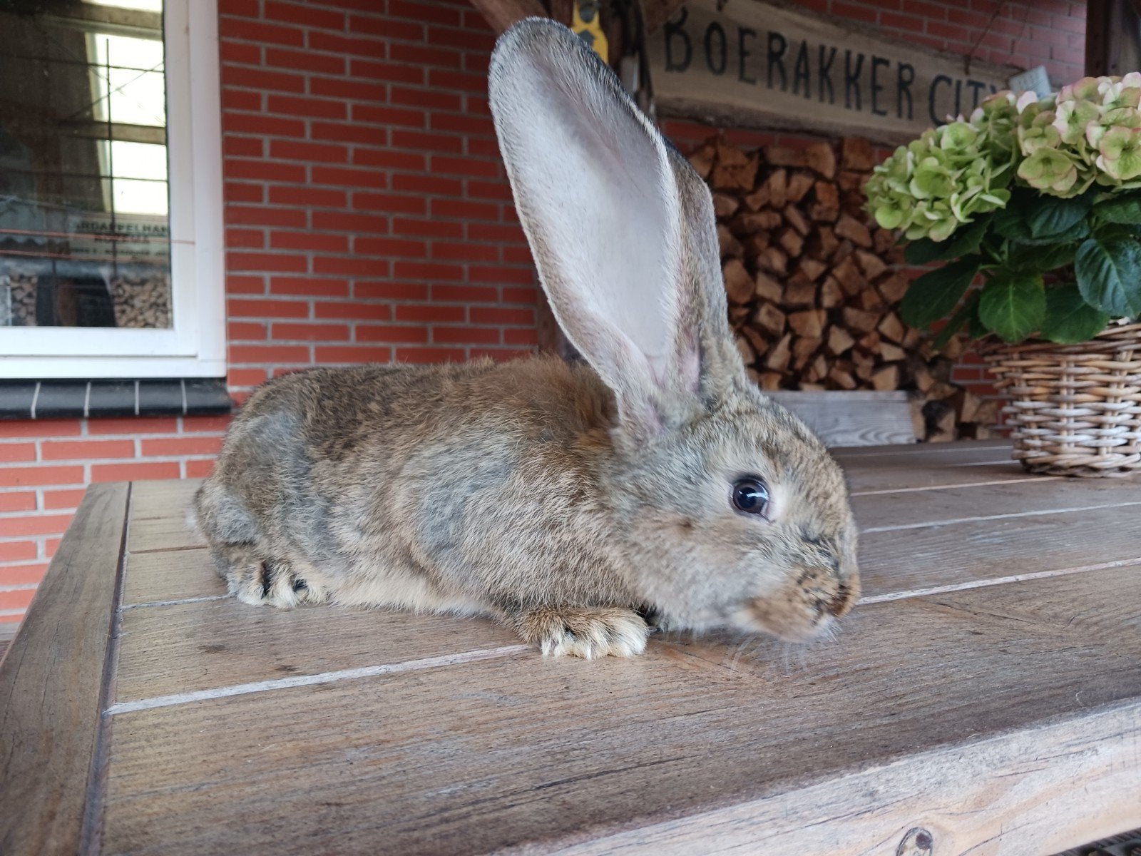 Vlaamse Reus konijnen, Dieren en Toebehoren, Mannelijk, Groot