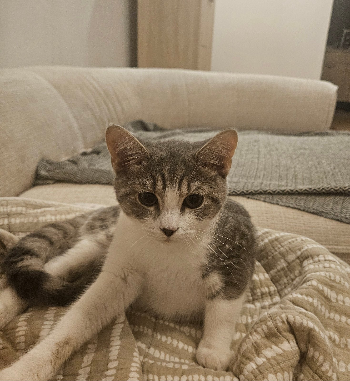 kitten van 5 manden MOET NU WEG, Kater, 0 tot 2 jaar