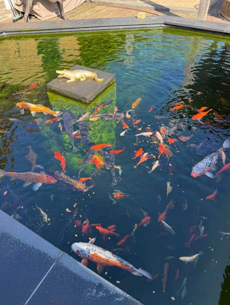 Koi karpers meerdere en goudvissen, Karper of Koi