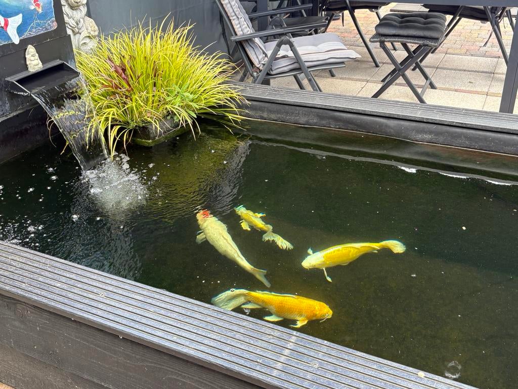 Koi’s en vijver, Dieren en Toebehoren, Vissen | Vijvervissen, Karper of Koi