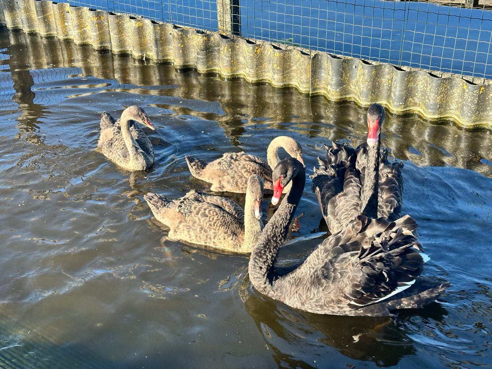 Zwarte zwanen dec 2025, Dieren en Toebehoren, Pluimvee, Meerdere dieren