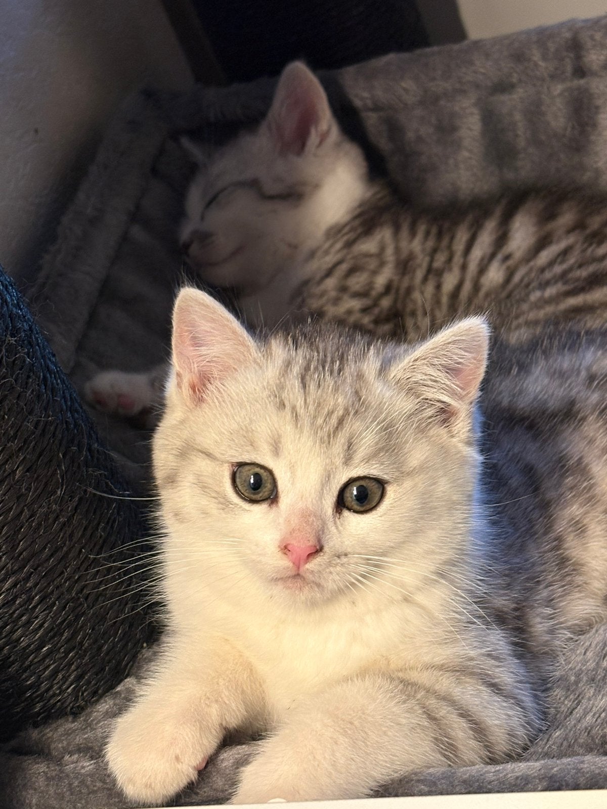 Britse korthaar kittens x, Meerdere dieren