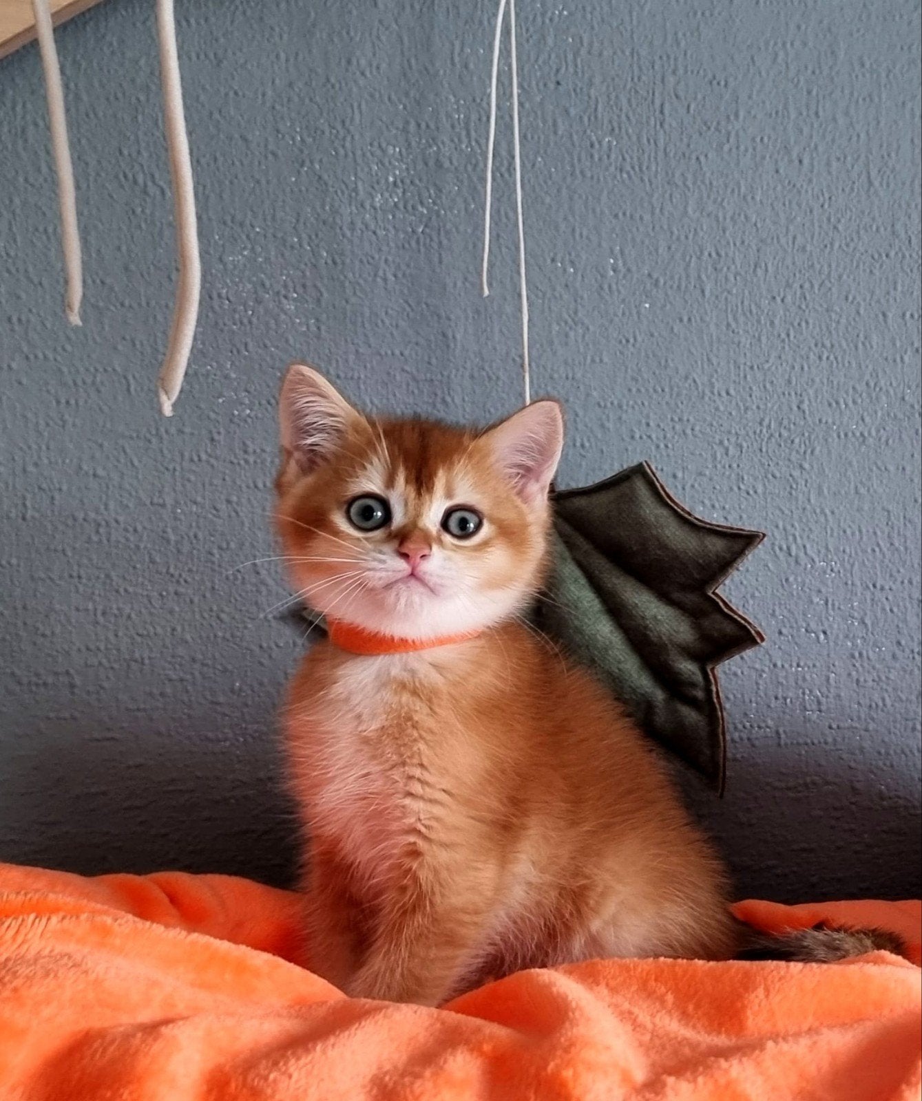 Brits/Britse korthaar kittens meisje en jongens met stamboom, Meerdere dieren, Gechipt