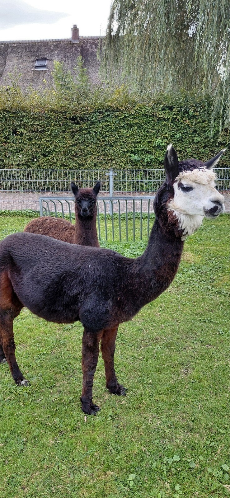 alpacas, Dieren en Toebehoren, Mei, Meerdere dieren