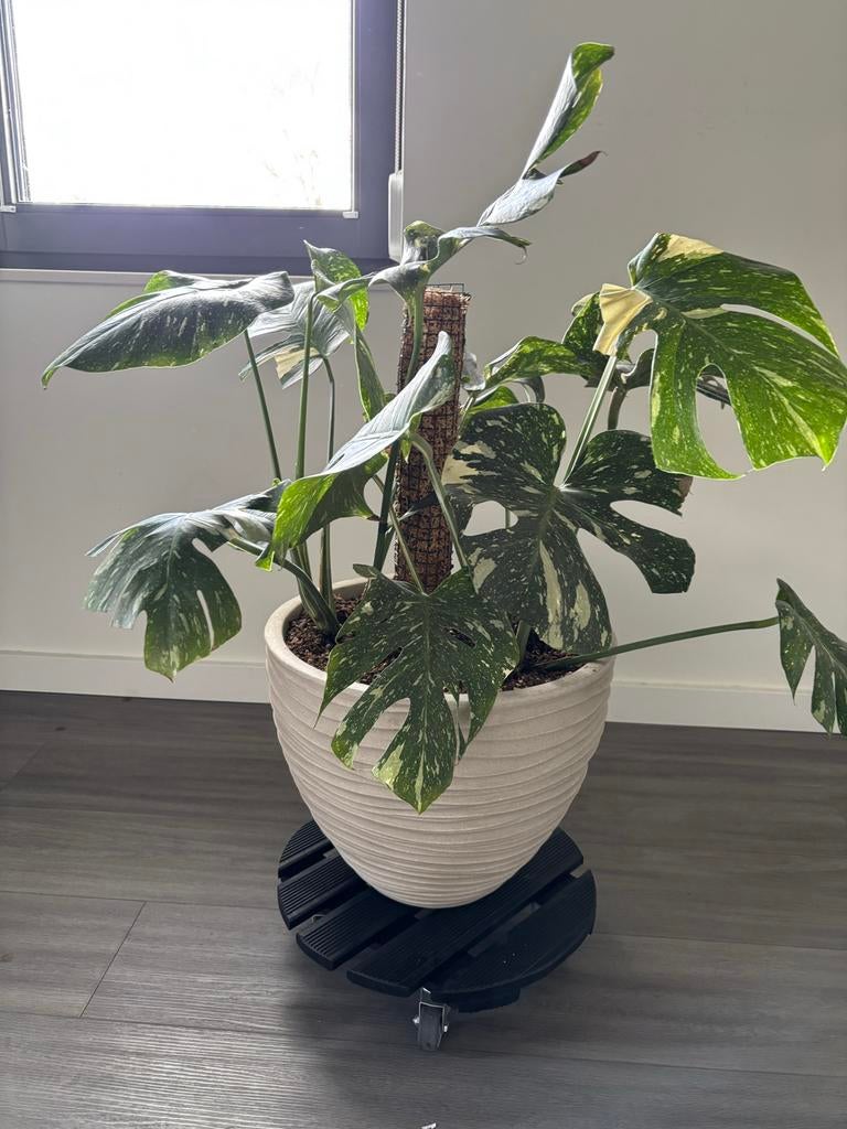 Monstera Thai Constellation, Ophalen, Overige soorten, Halfschaduw, In pot