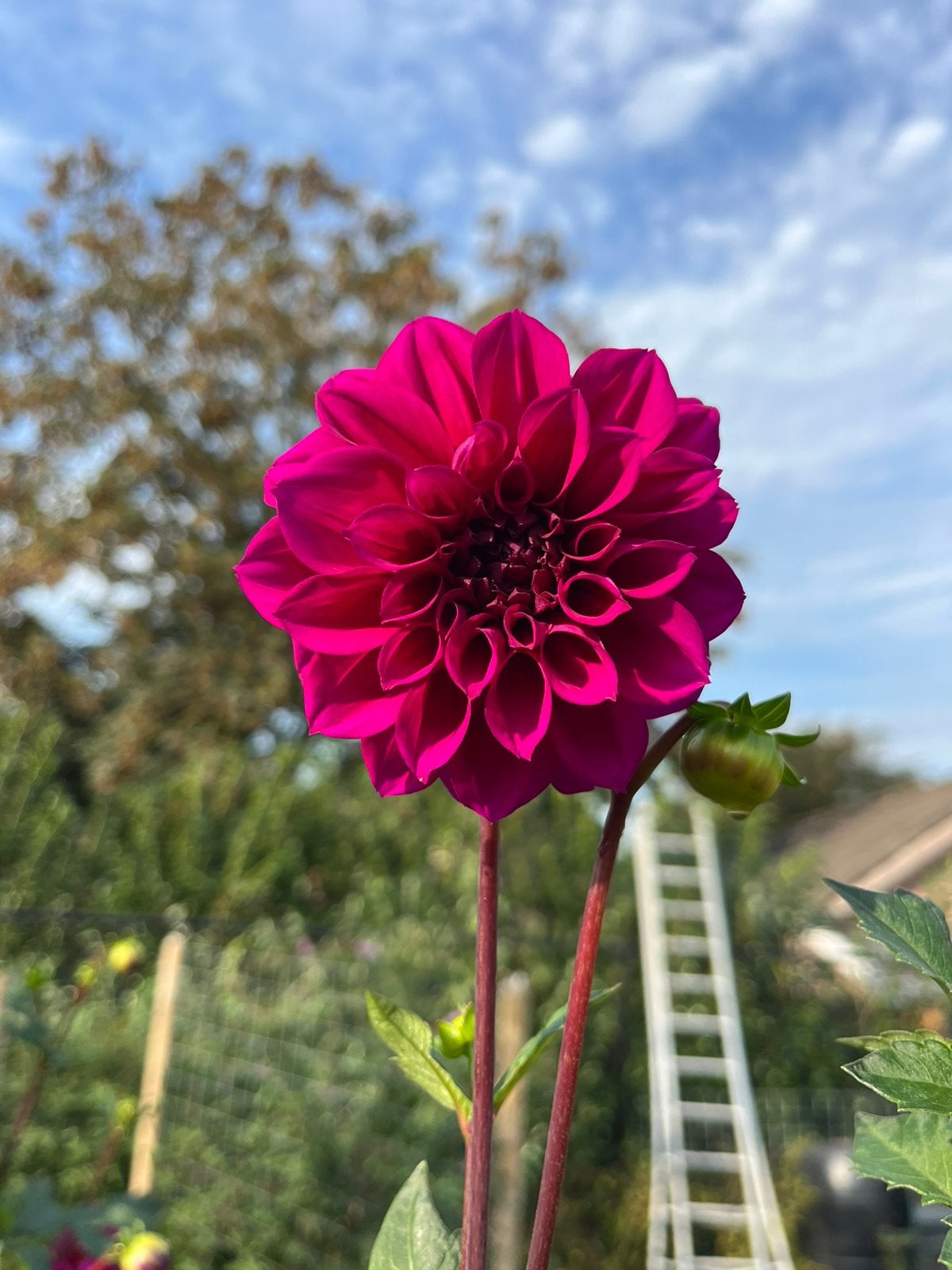 Dahliaknol donker roze dahlia, Ophalen of Verzenden, Voorjaar, Volle zon, Knol