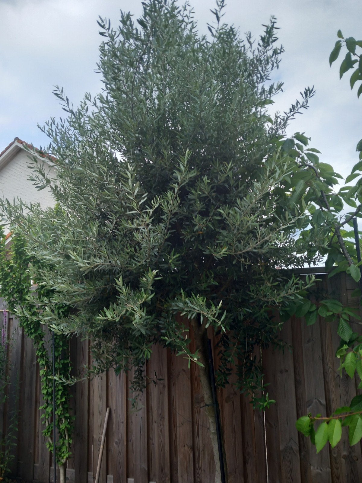 Olijfboom (ca. 4 jaar oud) te koop, zelf uitgraven, Lente, Olijfboom, 250 tot 400 cm, Ophalen