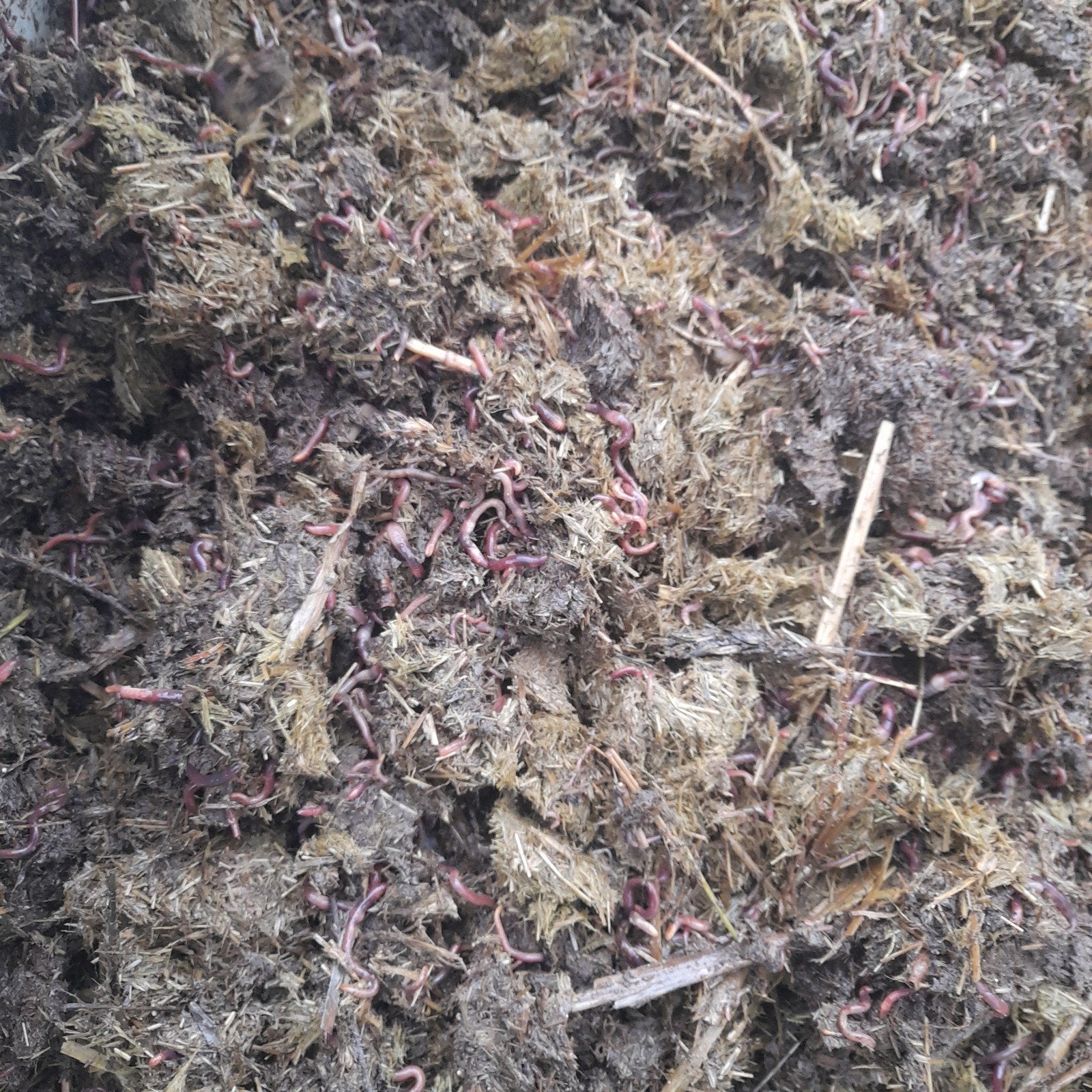 Verse wormencompost voor een gezonde tuin, Tuin en Terras, Aarde en Mest, Ophalen of Verzenden, Compost