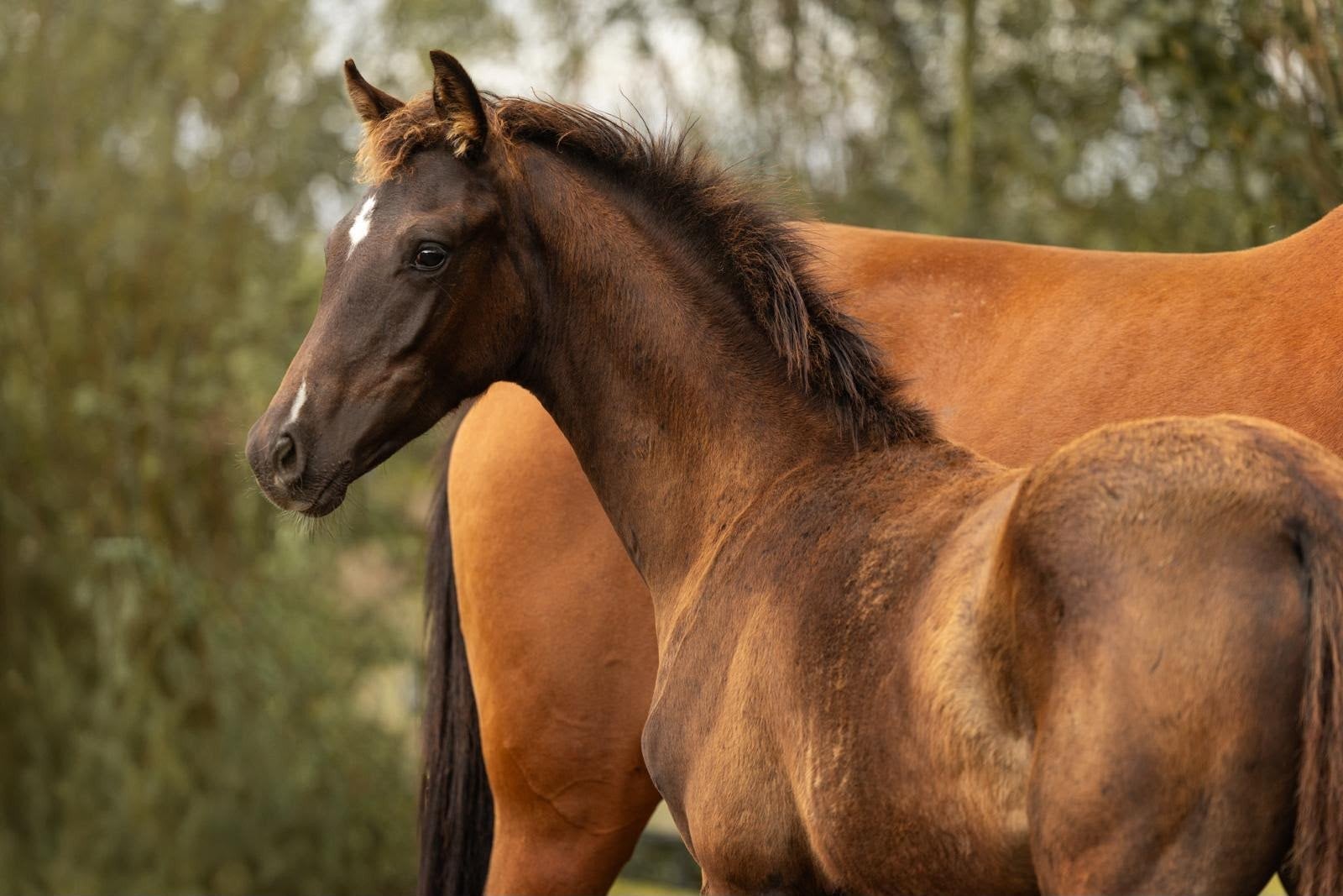 3 talentvolle hengstveulens uit predikaatrijke stammen, Merrie, 0 tot 2 jaar