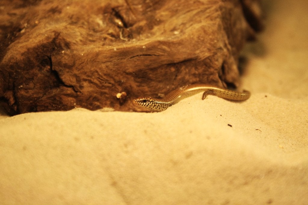 Jonge parelskinken, Dieren en Toebehoren, Reptielen en Amfibieën, Hagedis, 0 tot 2 jaar