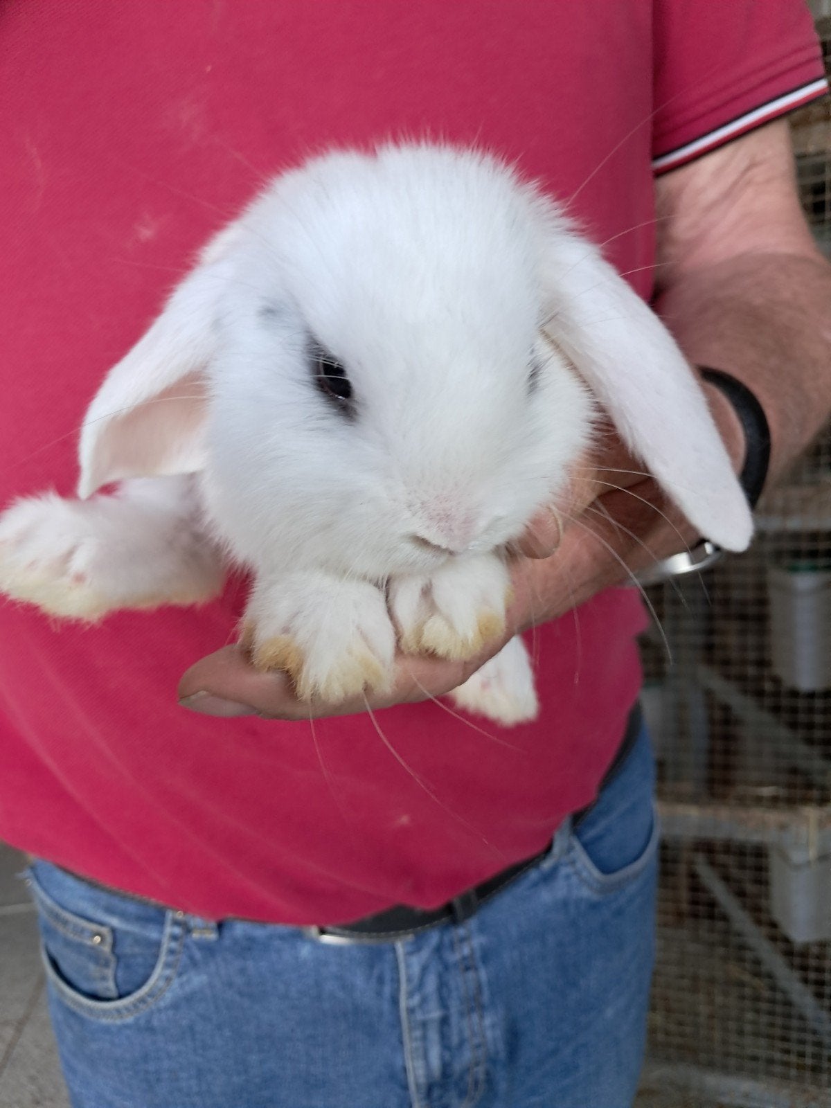 Hangoorkonijntjes te koop, Meerdere dieren, Klein, Hangoor