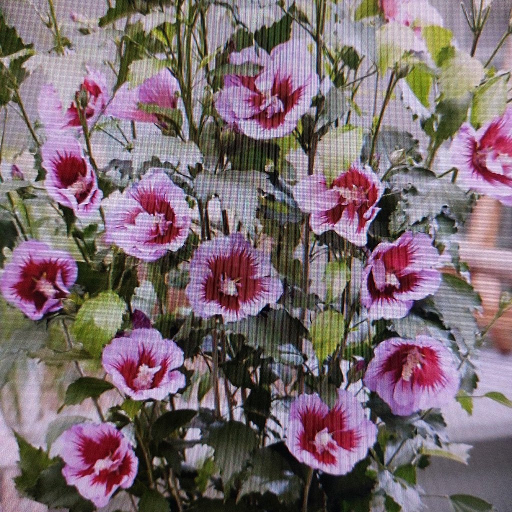 Hibiscus struiken/jonge planten in verschillende kleuren, Overige soorten, Volle zon, Vaste plant, Ophalen of Verzenden