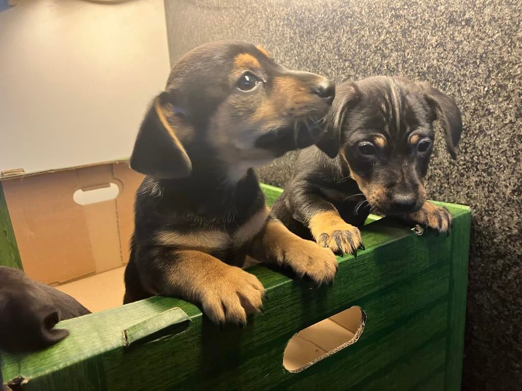 leuke ondeugende jack russell pups/puppy s  black and tan, Dieren en Toebehoren, Honden | Jack Russells en Terriërs, Jack Russell Terriër