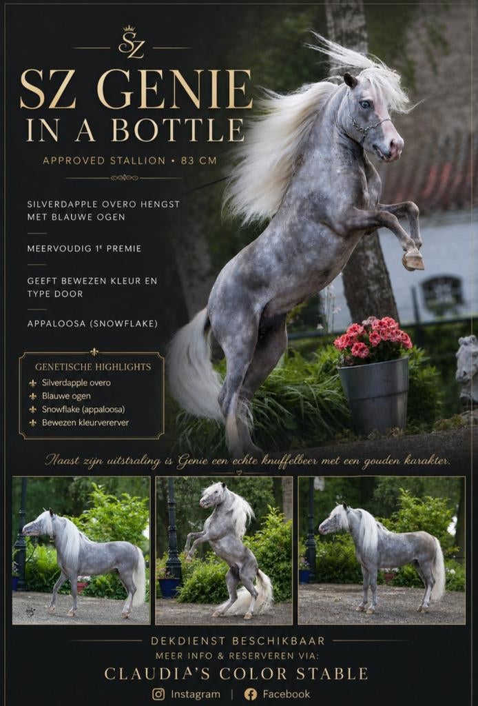 Superster nmprs / amha hengst silverdapple overo GGK, Dieren en Toebehoren, Paarden en Pony's | Dekhengsten en Fokmerries, Hengst