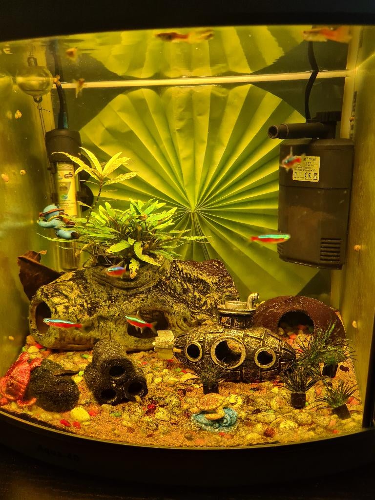 Aqua 40  compleet met vissen, Ophalen, Gebruikt, Overige merken, Gevuld zoetwateraquarium