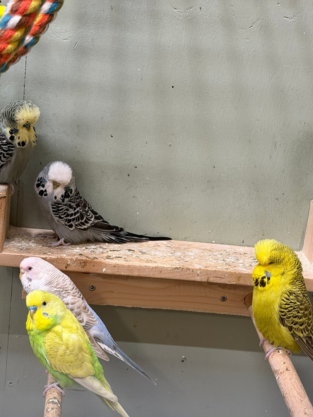 Engelse grasparkieten, Meerdere dieren, Parkiet, Geringd