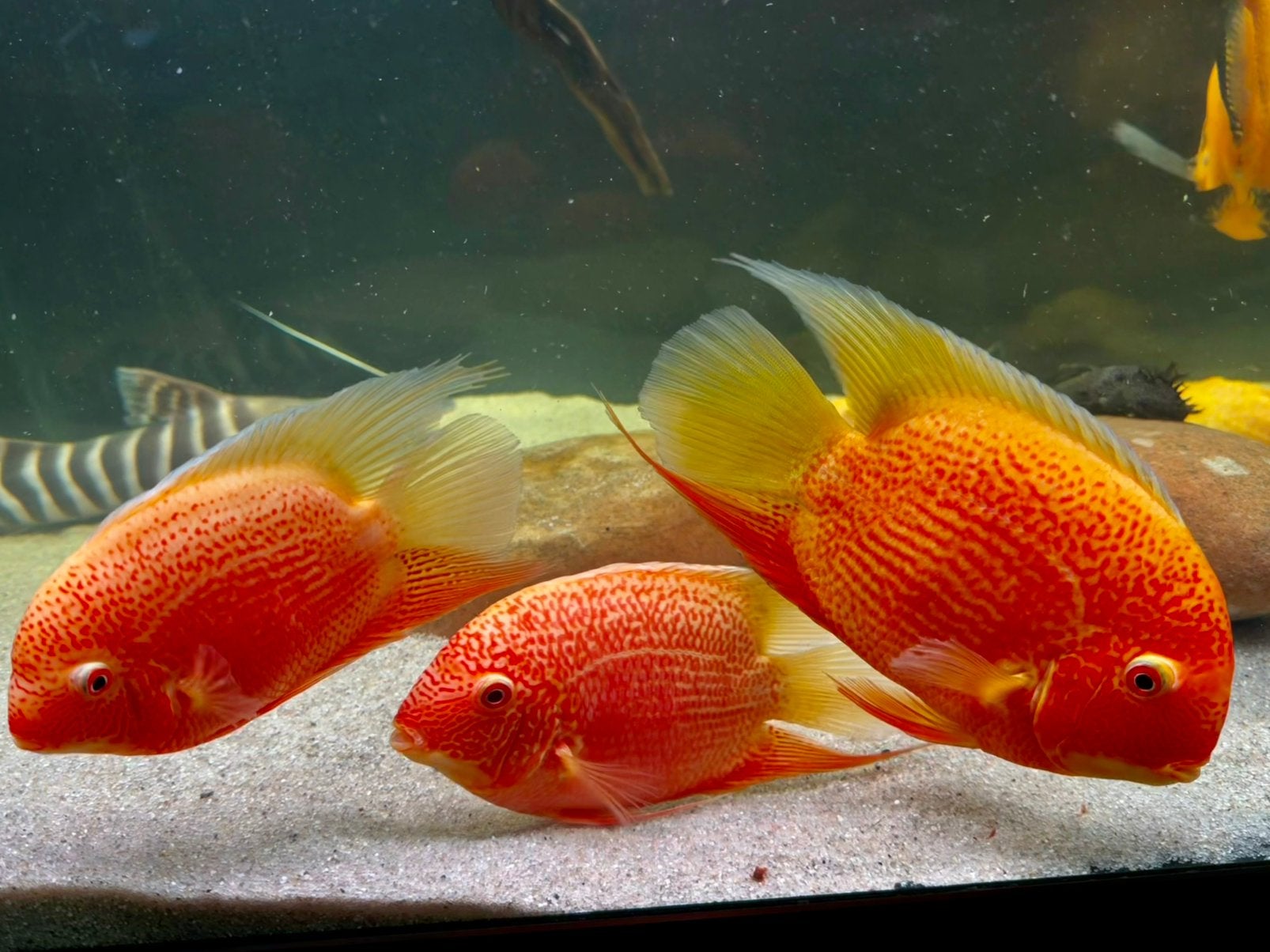Trio heros red spotted, Vis