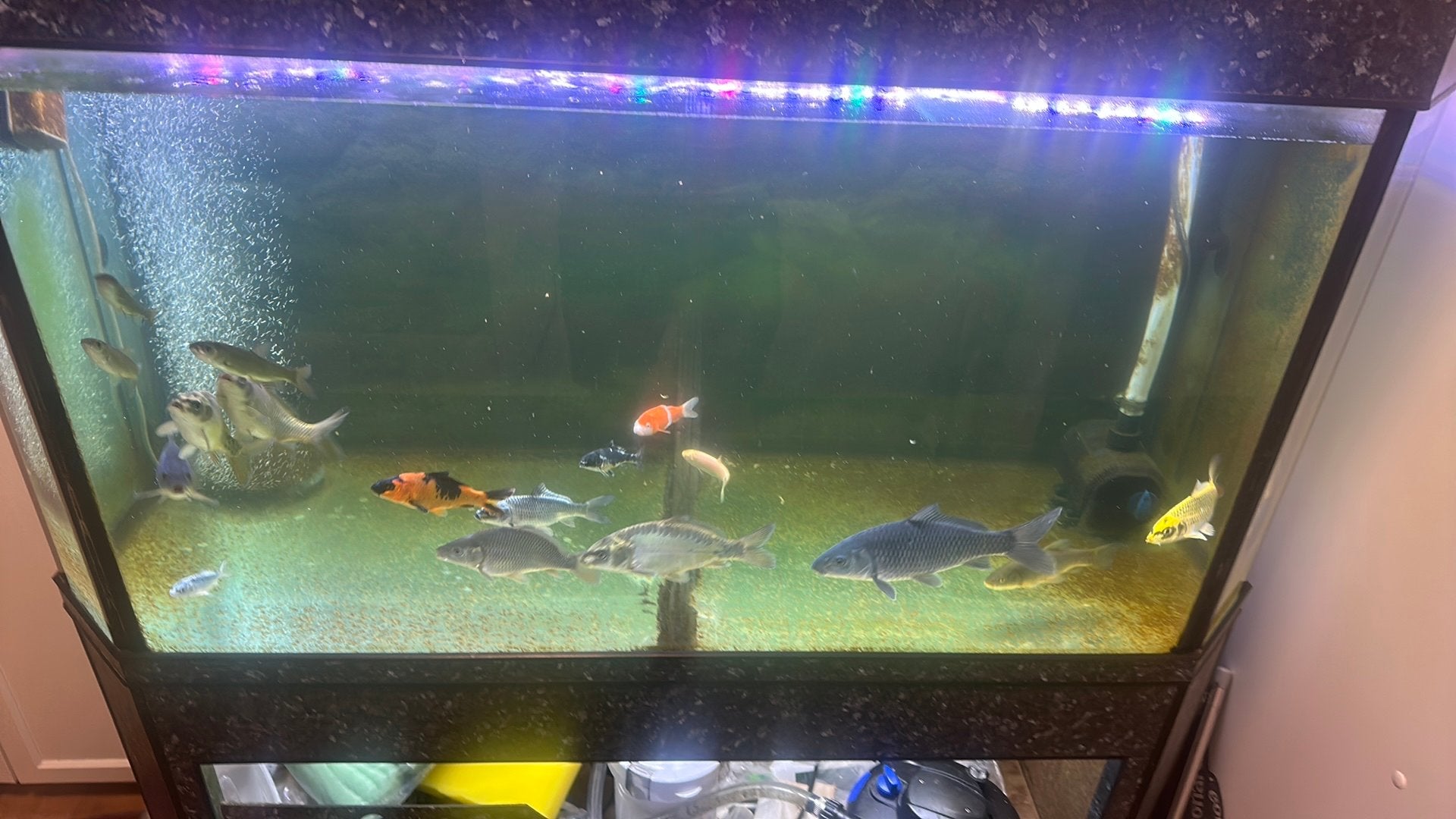 Vijvervissen, Karper of Koi