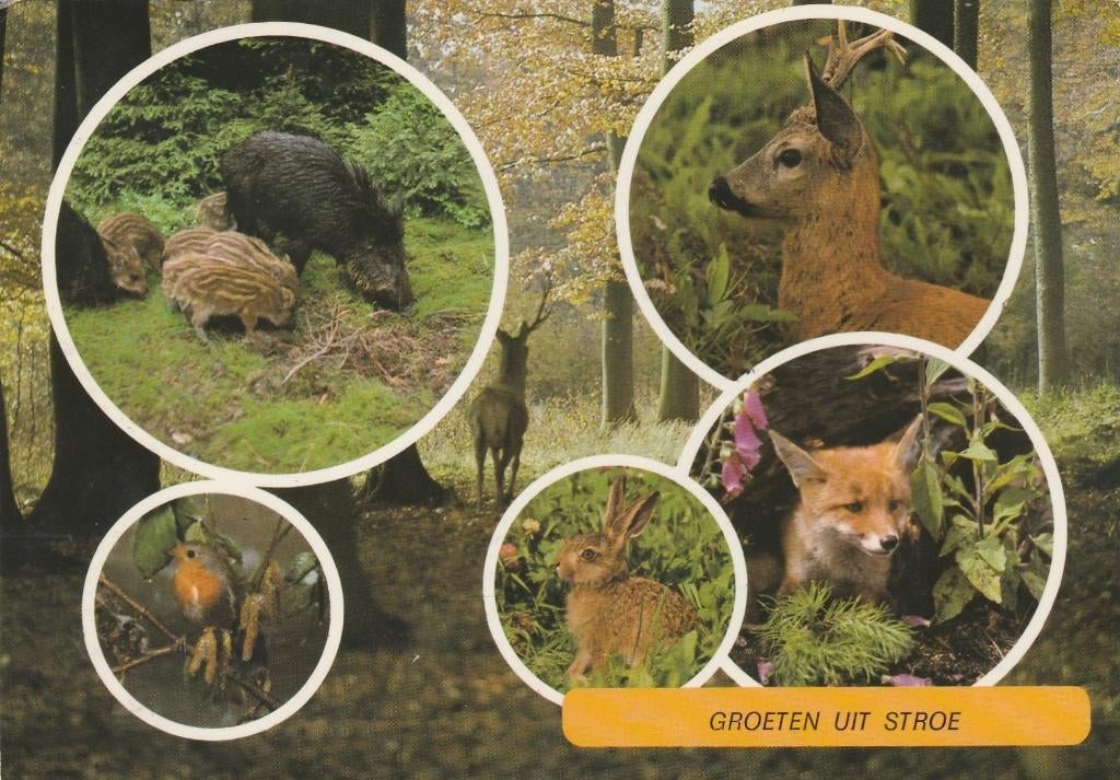 STROE Zwijn Roodborstje Hert Konijn Vos Groeten, Verzenden, 1980 tot heden, Gelopen, Gelderland