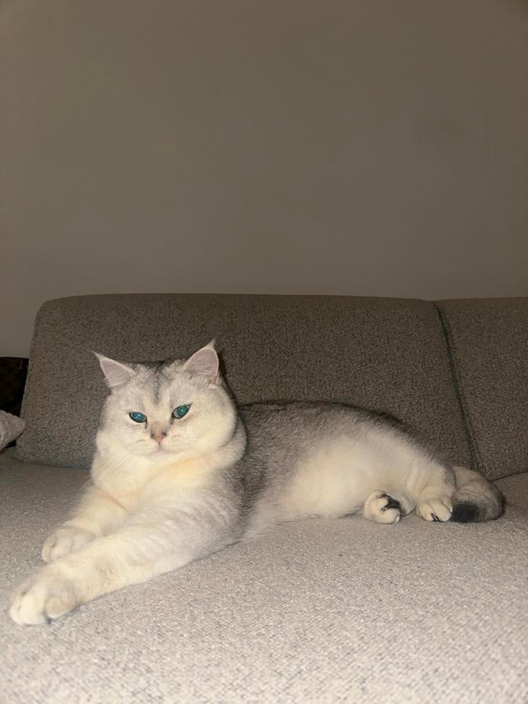 Britse korthaar dekkater. Niet te koop, Kater