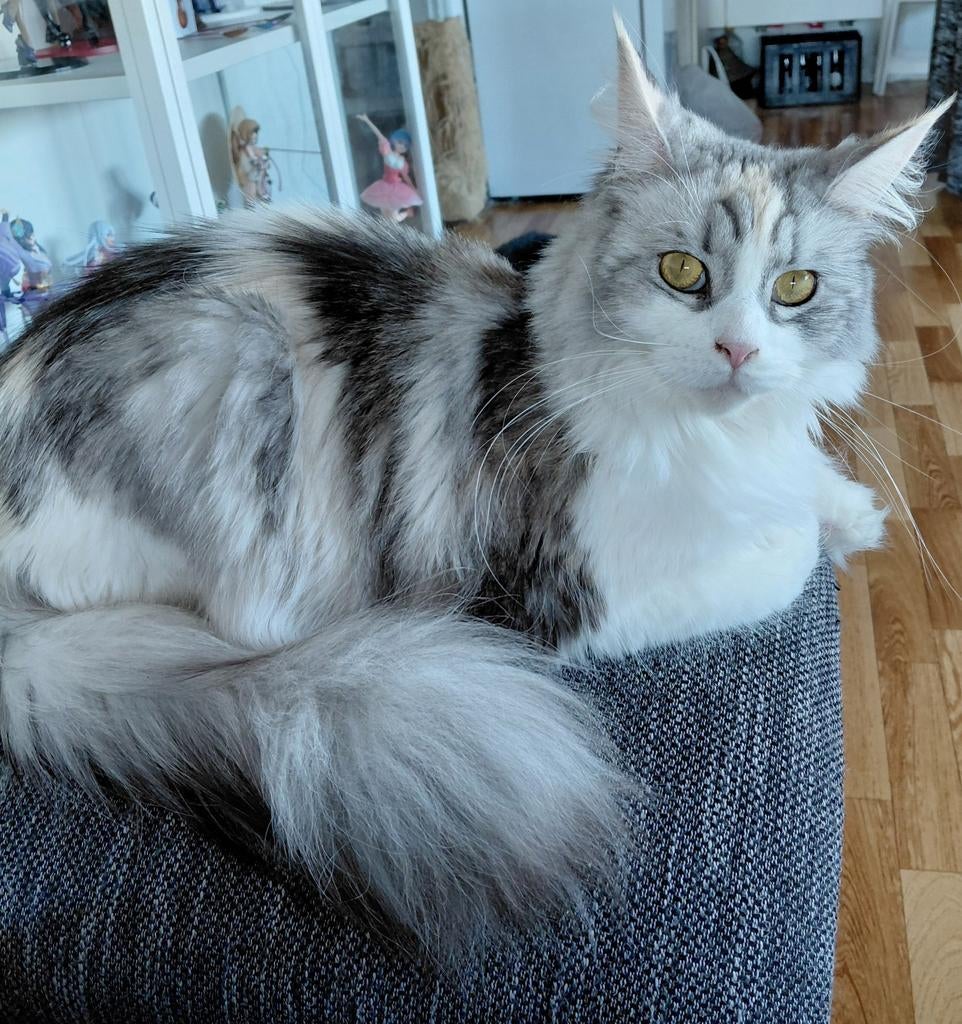 Maine coon Willow, Poes, 0 tot 2 jaar
