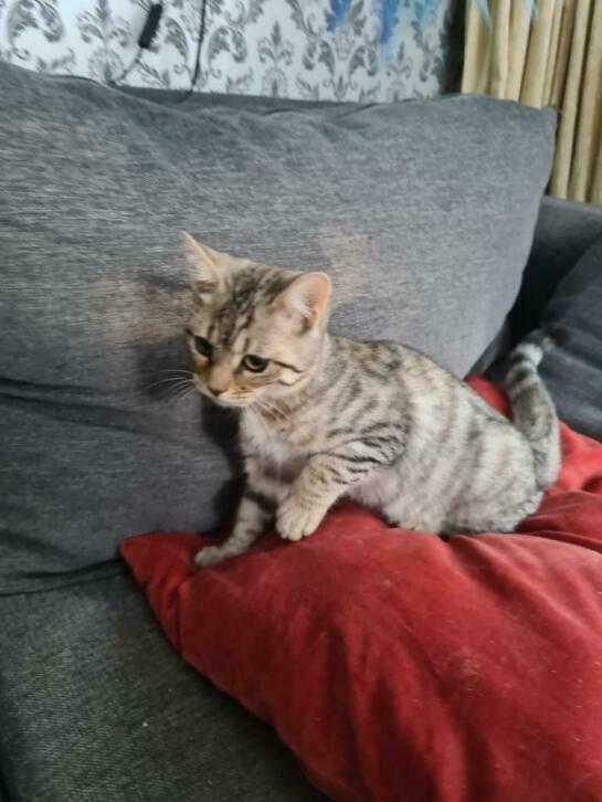 Bengaal katertjes.Nog 1€700 redBown +tijgertje F3      ., Meerdere dieren, Met stamboom, 0 tot 2 jaar