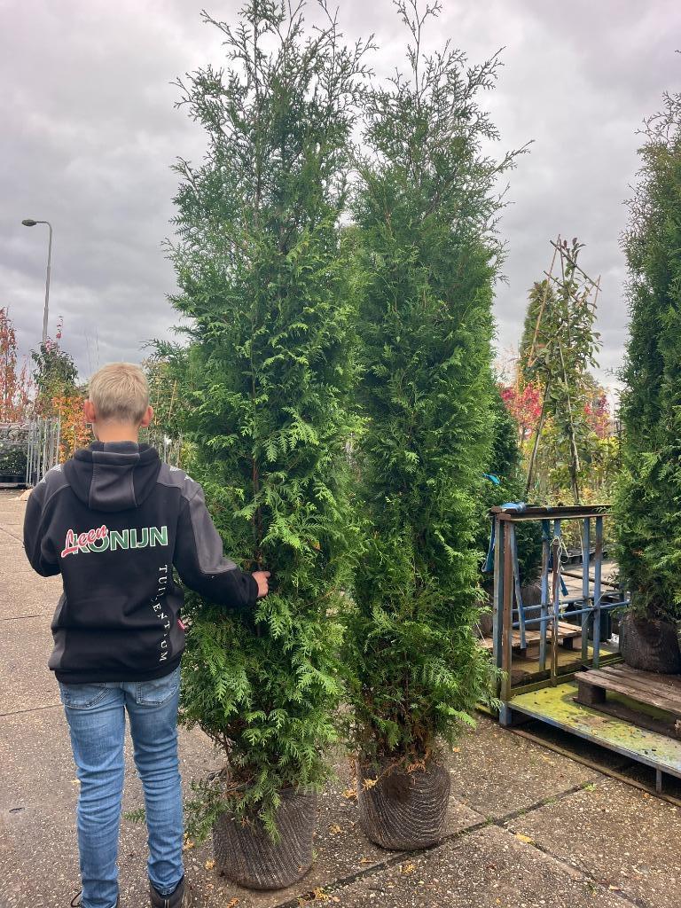 Haag Conifeer, Thuja occidentalis 'Brabant' 260-280 cm hoog, Ophalen, Conifeer, Haag, 100 tot 250 cm