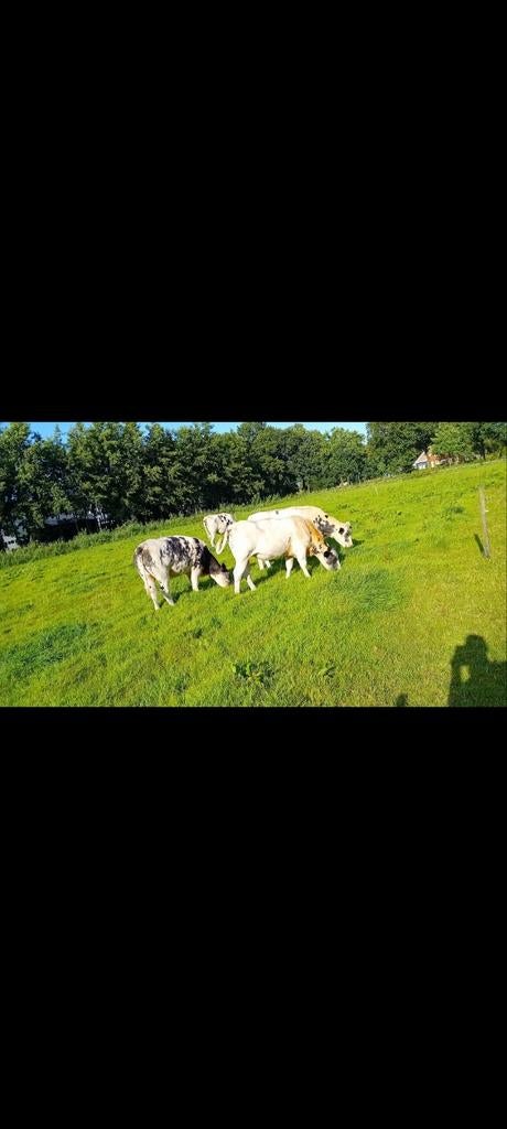 GRASLAND GEZOCHT!, Dieren en Toebehoren, Stalling en Weidegang
