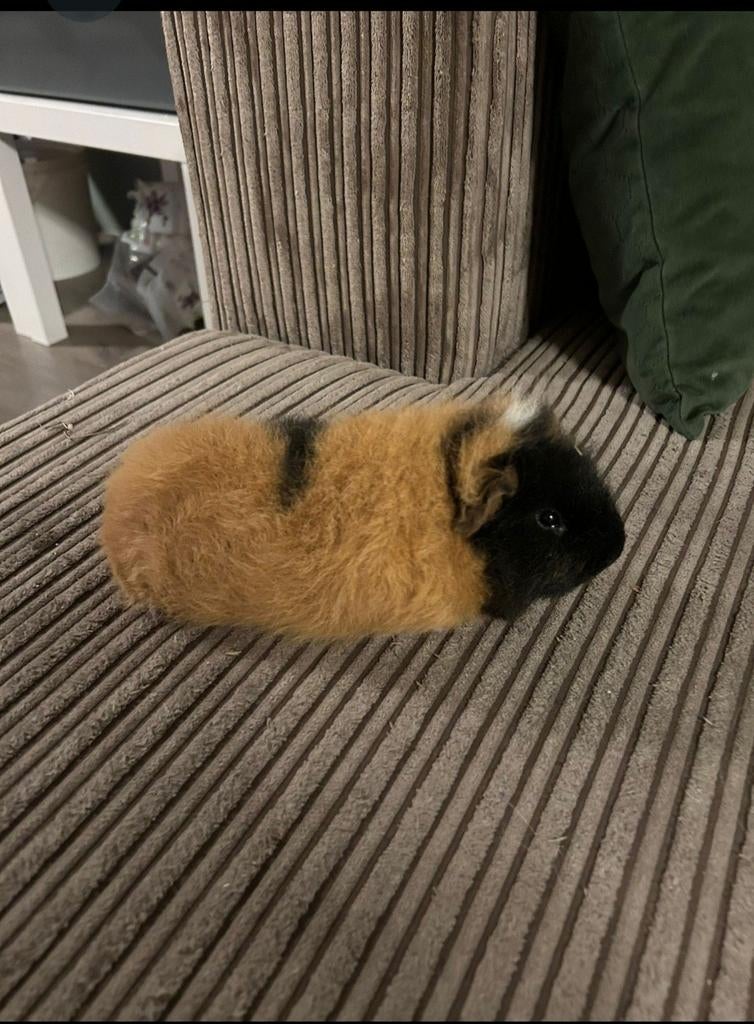 CH-Teddy driekleur beertje, Cavia, Mannelijk, November, Tam